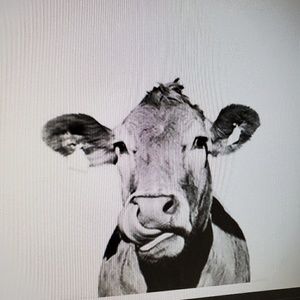 Meet your Posher, Frank